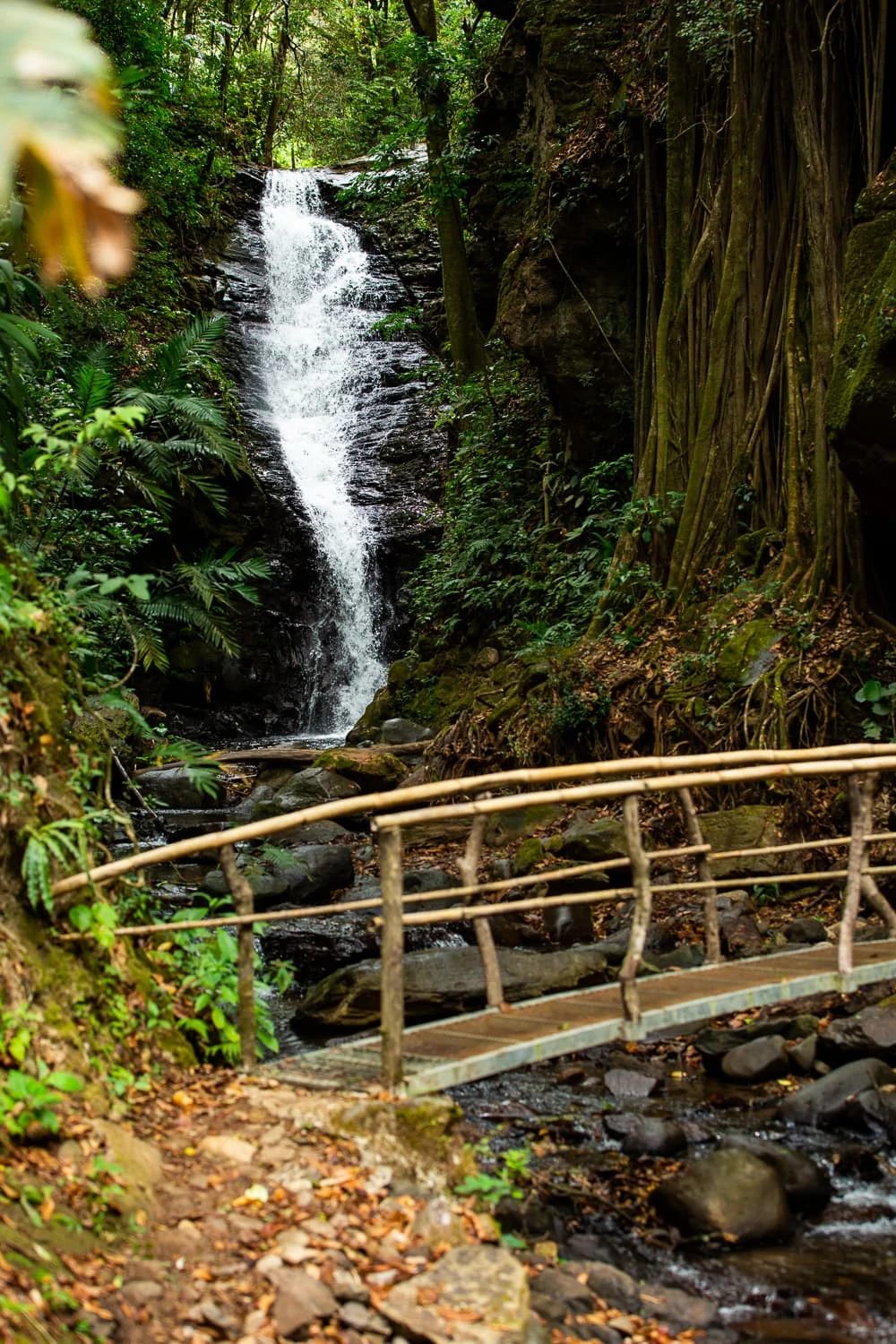 A wooden bridge crosses in front of a white waterfall streaming down black rocks in Monteverde, Costa Rica.