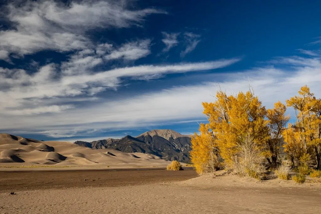 Fall at Great Sand Dunes national park brings yellow cottonwoods.