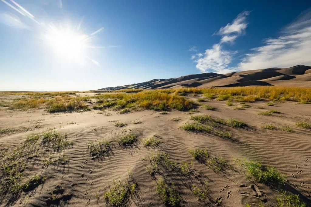 Green and gold grasses make up the foreground of the great sand dunes on a blue sky day.