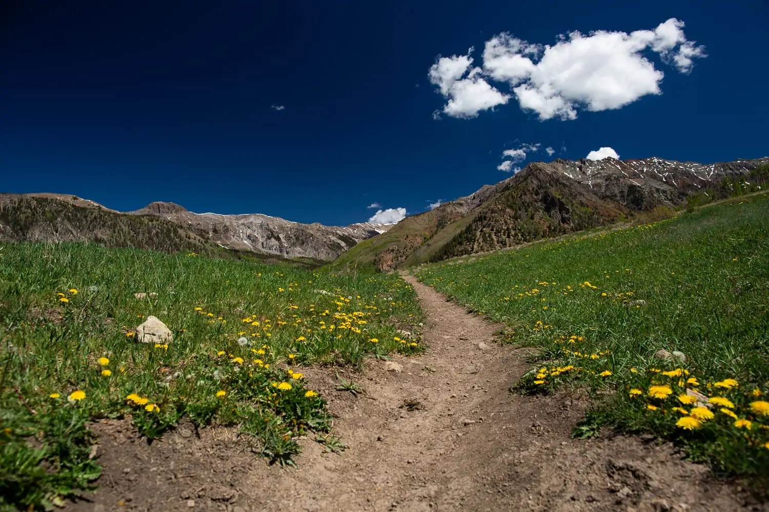 A dirt path flanked by a field of wildflowers and green grass, leading to a snow-capped mountain range set against a deep blue sky at Telluride, in Colorado.