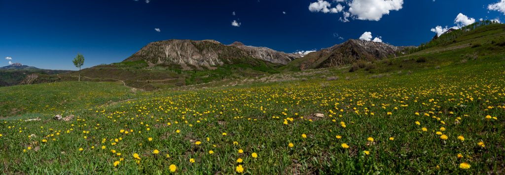 A field of wildflowers in telluride, Colorado.