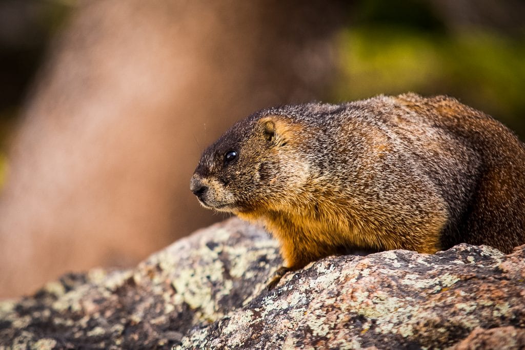 A Yellow bellied marmot.