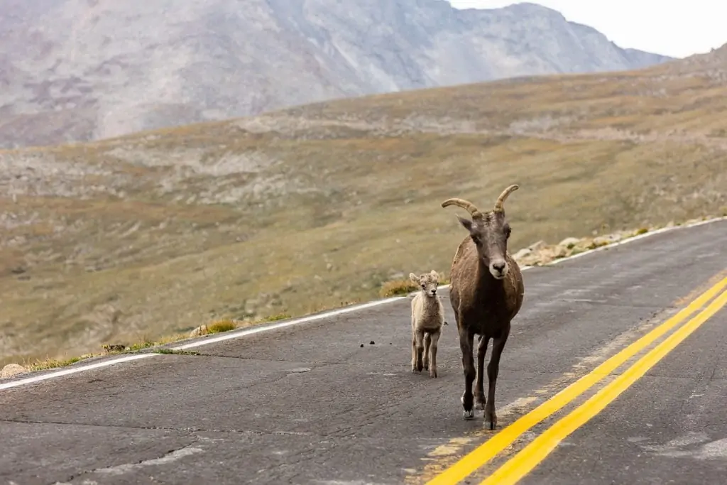 A brown goat and its kid look at the camera on the road with a green pasture and mountain range behind them at Mt Evans in Colorado.