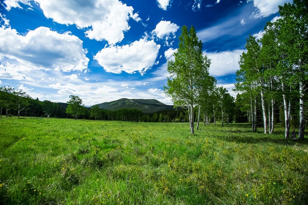 A green meadow with aspen trees and mountains in the background.