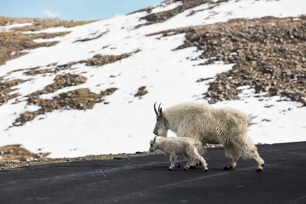 A white goat and its kid walk on the road with a snowy incline behind them at Mt Evans in Colorado.