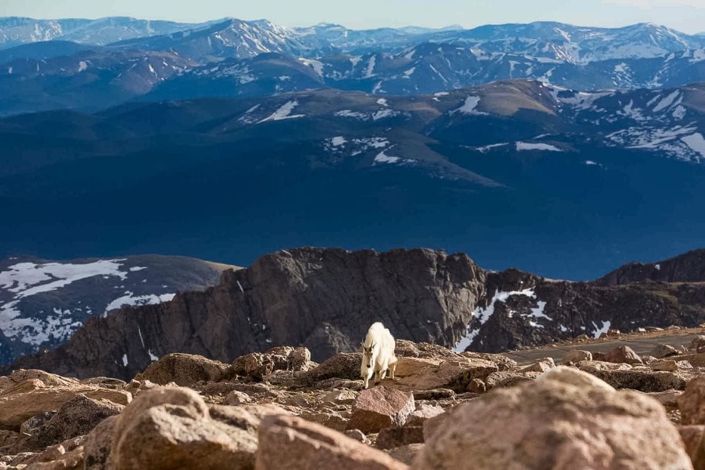A mountain goat buck at the summit of Mt Evans, Colorado.