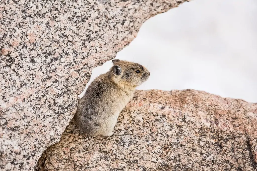 A pika against the snow at Mt. Evans.