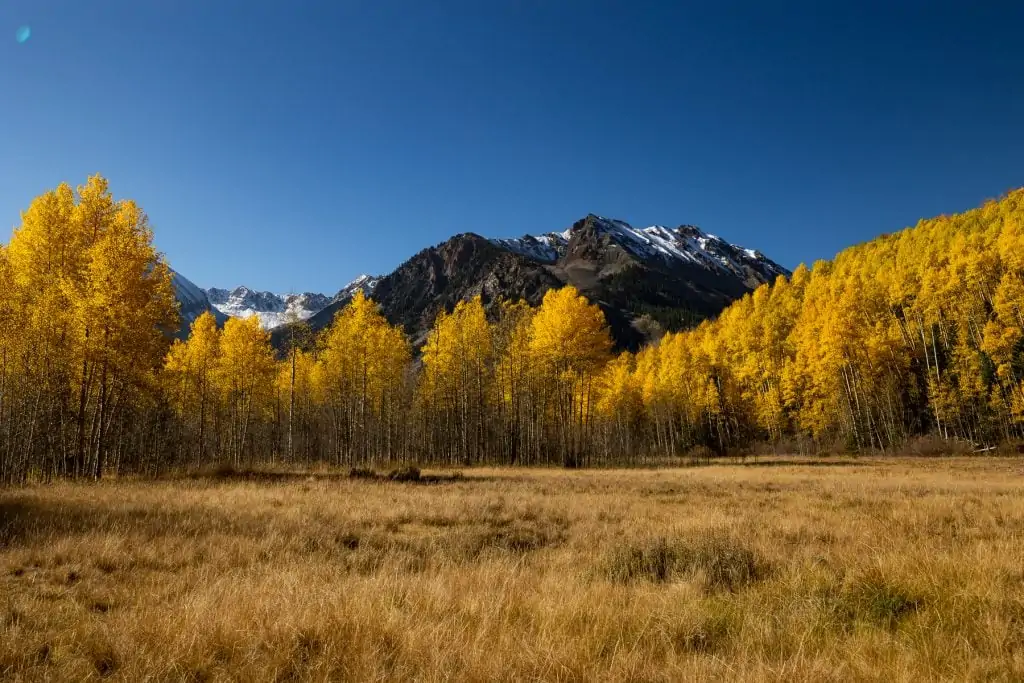 Gold leafed aspens line a valley in Aspen with towering snow capped mountains in the background.