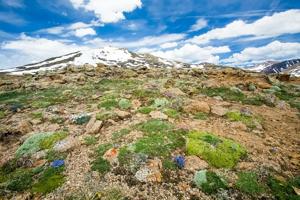 Colorful flowering lichens and mosses carpet the tundra at the Continental Divide near Aspen, Colorado.