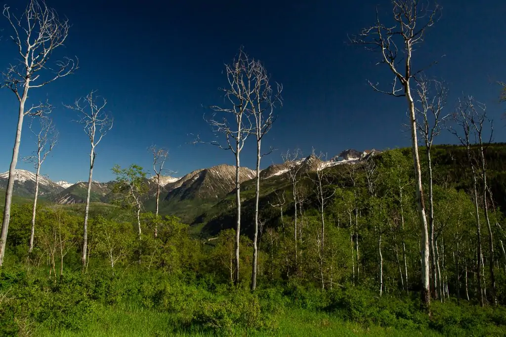 A landscape photo of green aspen trees covering the mountains at McClure Pass near Aspen, Colorado.