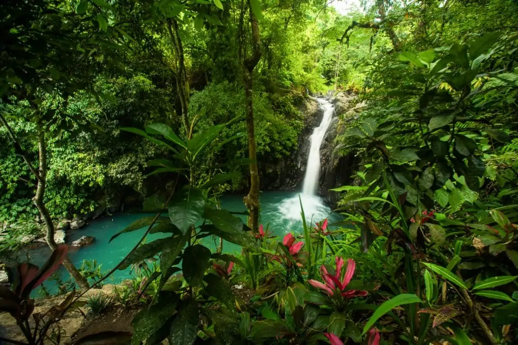 A waterfall plunges into a turquoise stream in the jungles of Bali, with pink flowers on the shore.