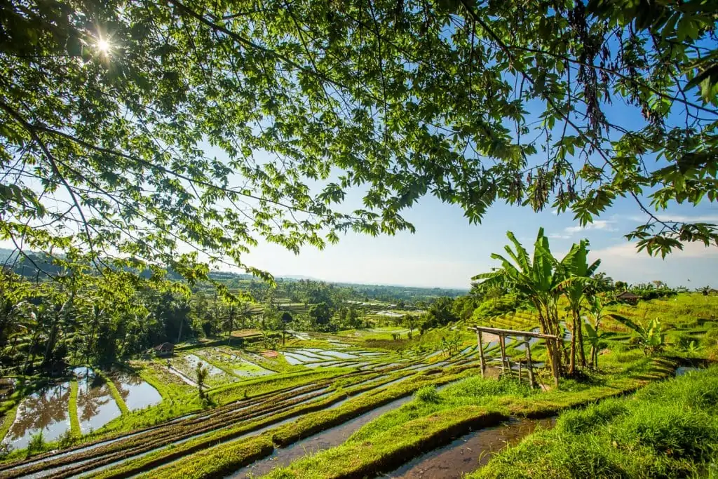 UNESCO world heritage site Jatiluweh rice paddies in Bali, indonesia.