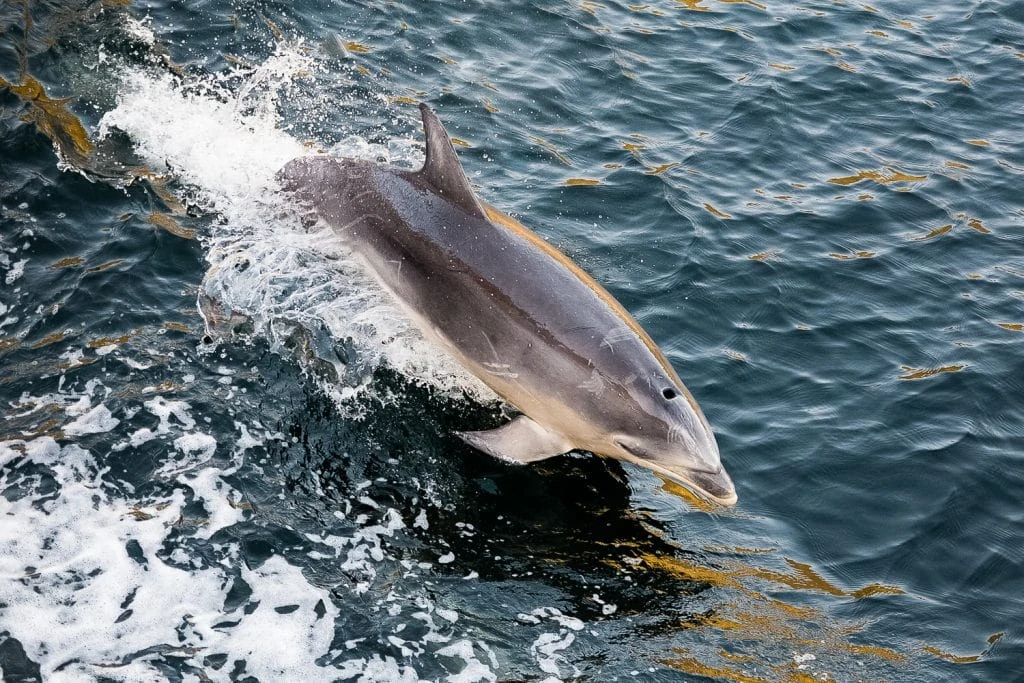 A spinner dolphin jumps out of the ocean in New Zealand.