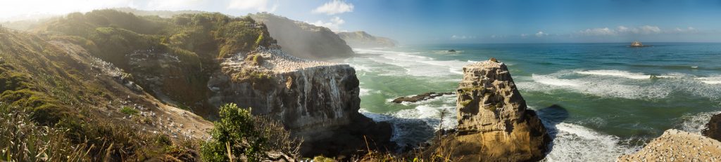 A panorama of Muiwai gannet colony on the coast of New Zealand