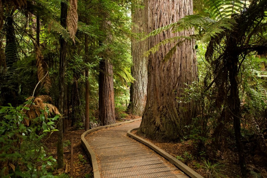 A boardwalk through the redwood trees in New Zealand.