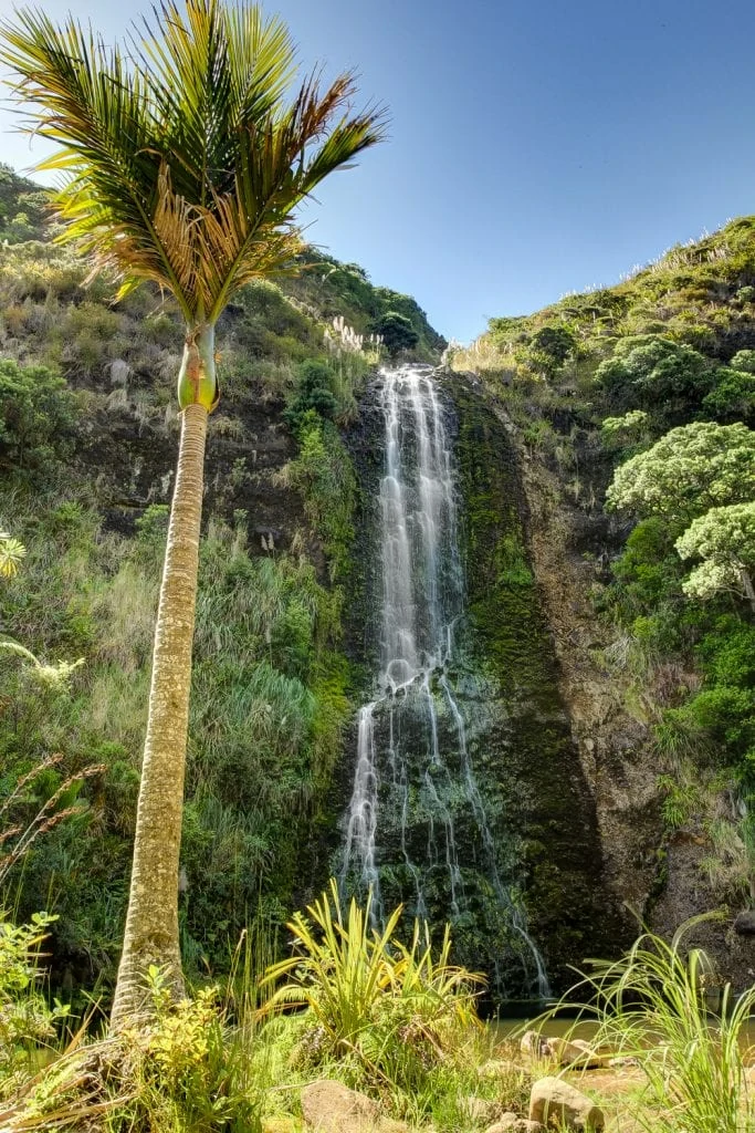 Wareware falls in New Zealand is flanked by large palm trees.