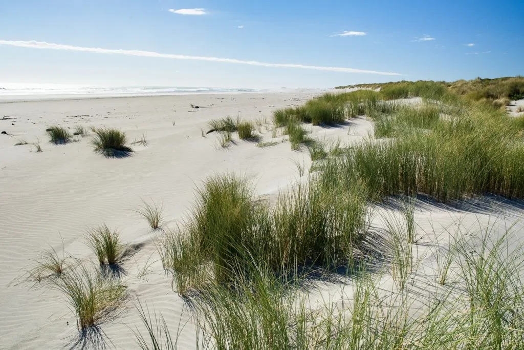 Sandy dunes and beach grass stretch to the horizon at Farewell Spit.