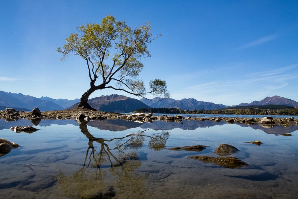 The wanaka tree is reflected in the lake surrounding it.