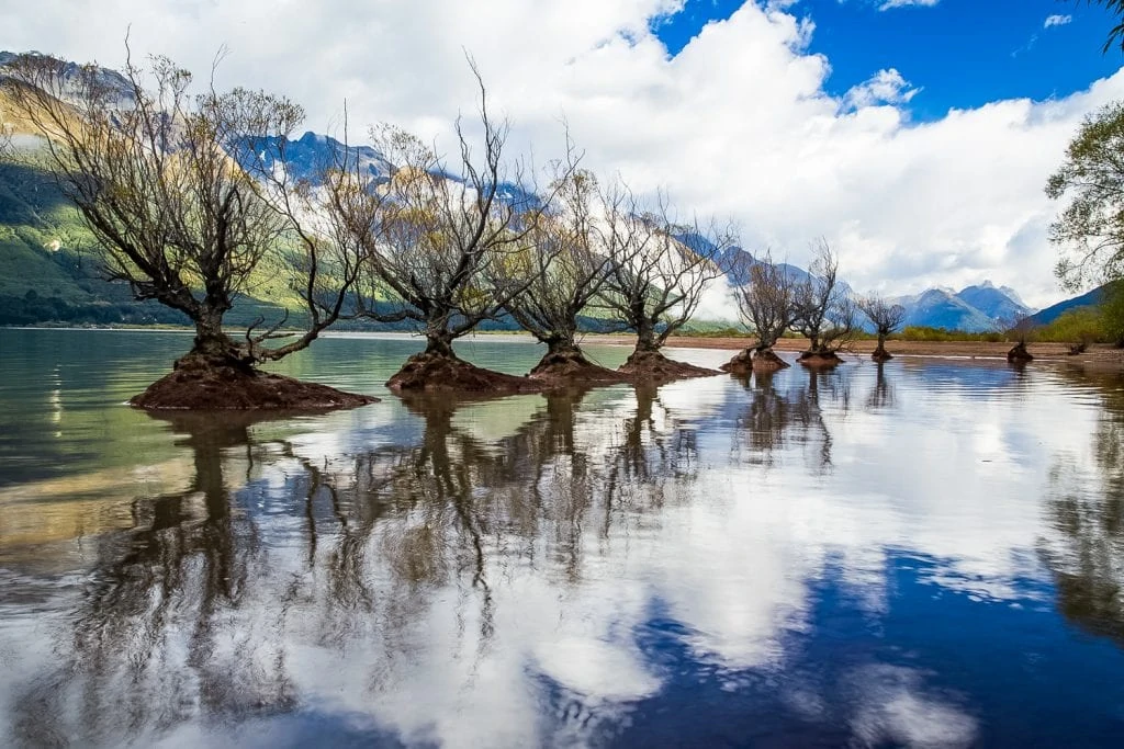 A line of mangrove trees in Glenorchy New Zealand