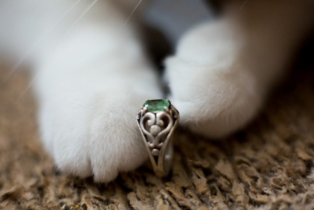 A cat holds the elopement rings in between its paws.