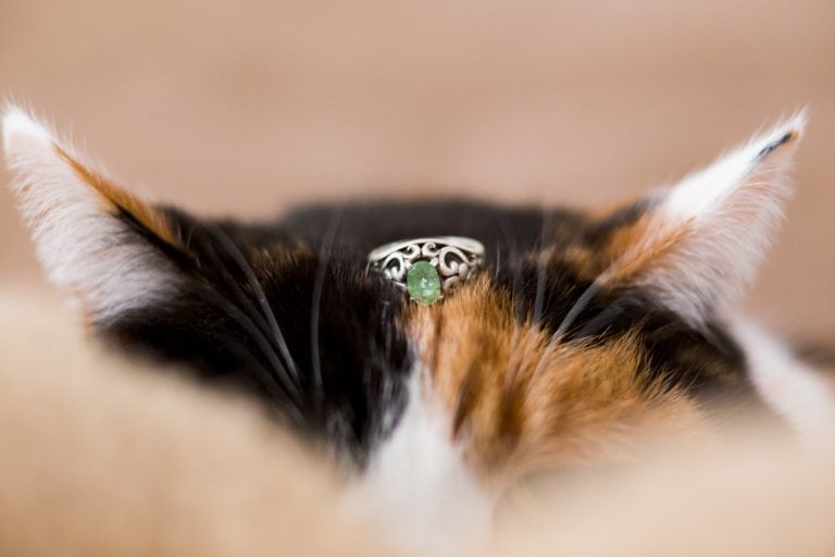 How to include your cat in your elopement