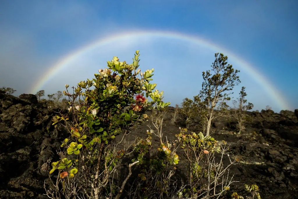 A red flowering Ohia plant in a lava field under a rainbow.