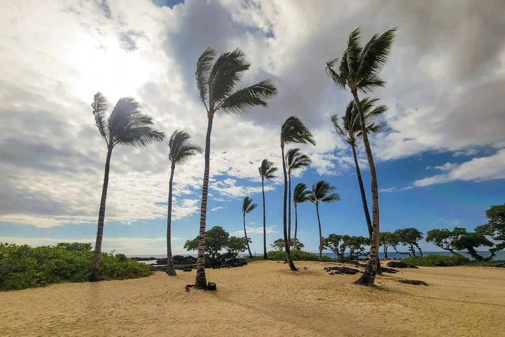 Palm trees over a sandy beach at Kukio, Hawaii.