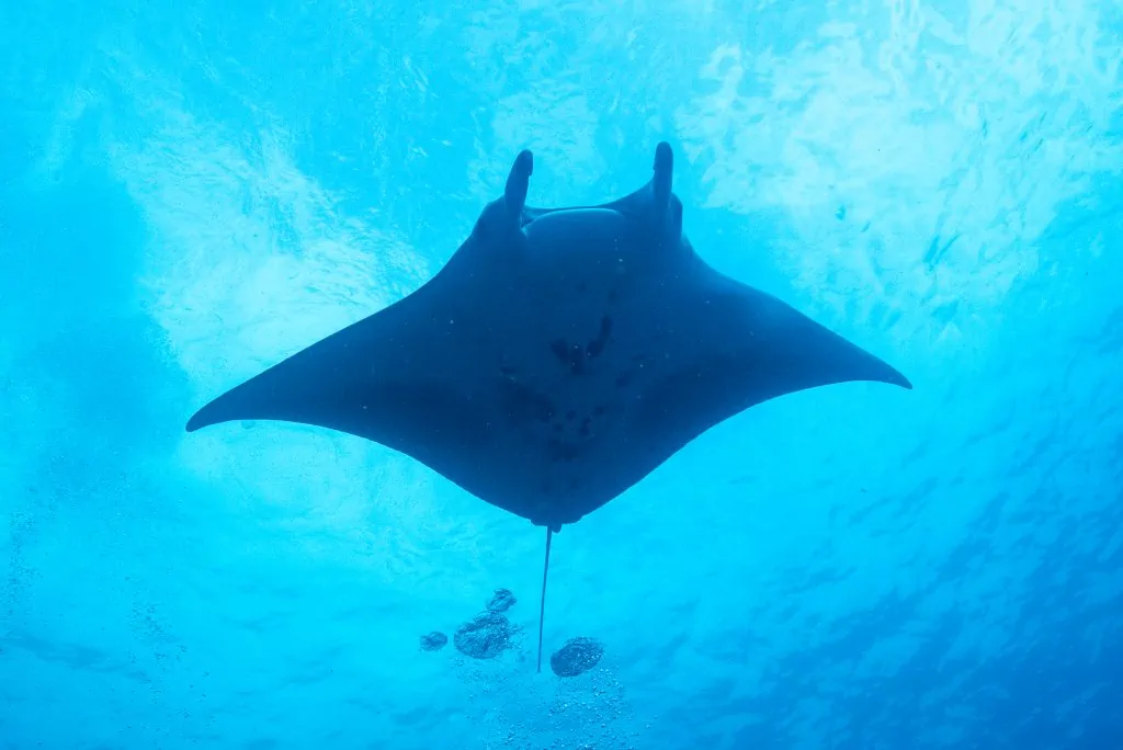 A manta ray swims overhead in this underwater photo in hawaii.