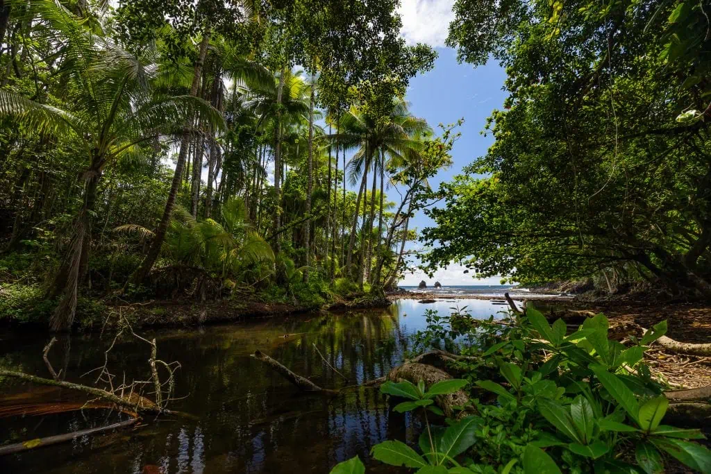 Freshwater meets the ocean at this palm tree oasis on the east coast of Hawaii Big Island.