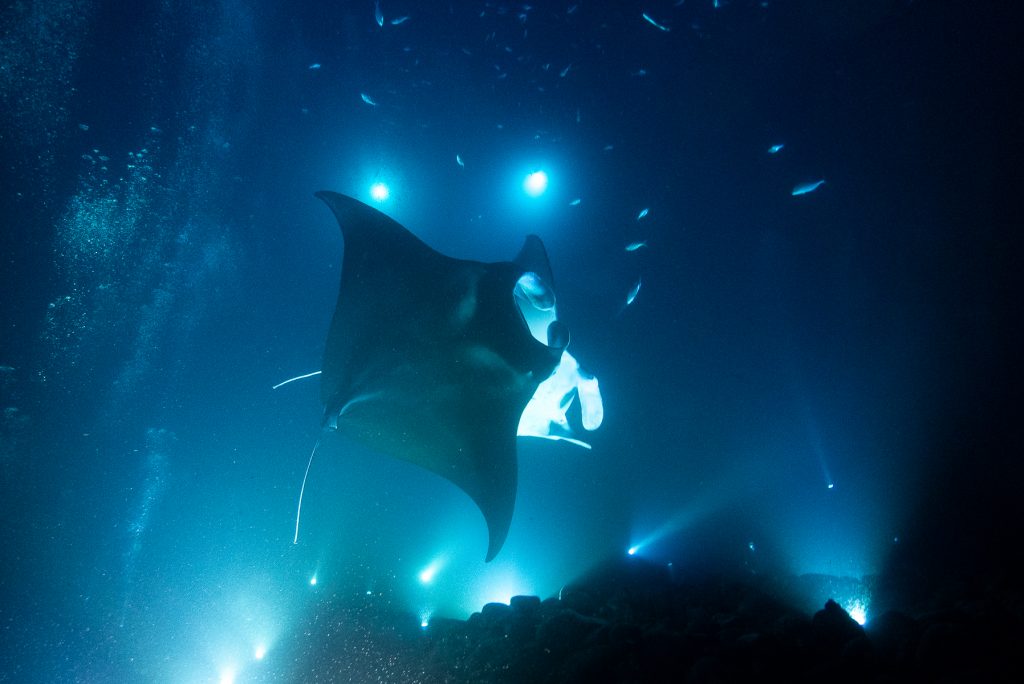 Two Manta Rays dance over the bottom of the sea floor at night.