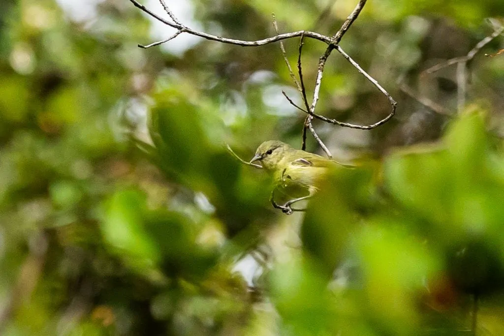 a Hawaii Amakihi honeycreeper in the forest.