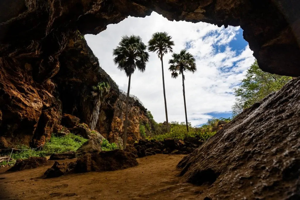 A cave in Lihue, Kauai with three palm trees rising out of it.
