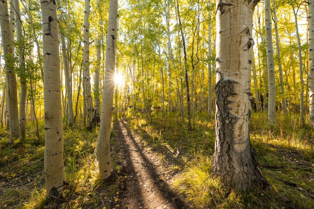 The sun shines through a yellow grove of aspen trees in Crested Butte, Colorado.