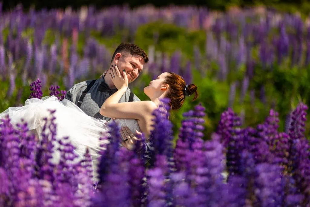 A groom carries his bride in his arms in a sunny field of purple lupine flowers.