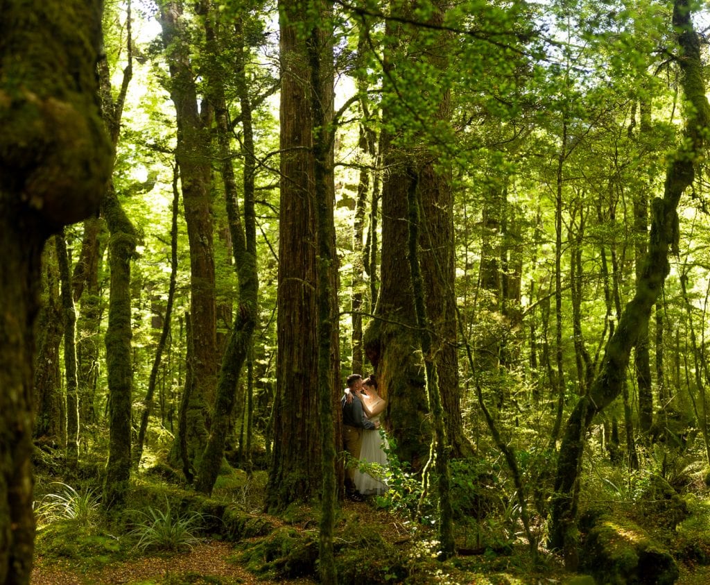 A brenizer photo of a mossy green forest in New Zealand. A newly married couple stands under the trees. 