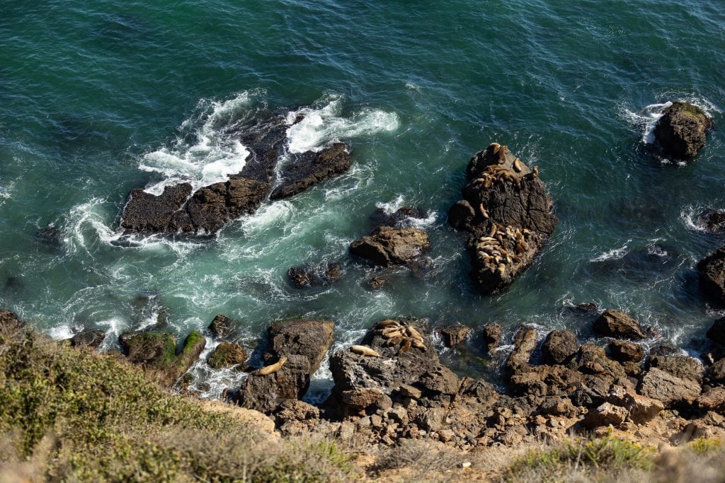 A seal colony in california's Big Sur region.