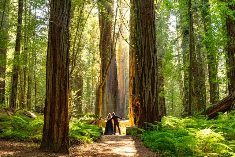 An elopement couple in Redwoods National Park, California, USA.