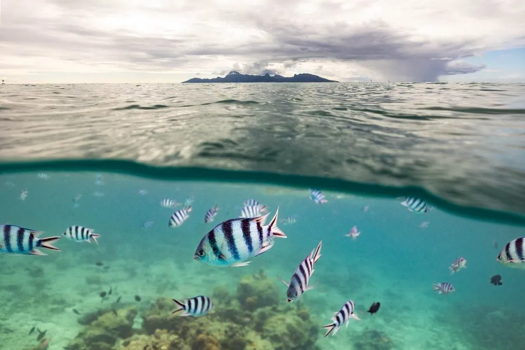An underwater image showing tropical fish beneath the surface of the ocean with the island of Moorea in the background.