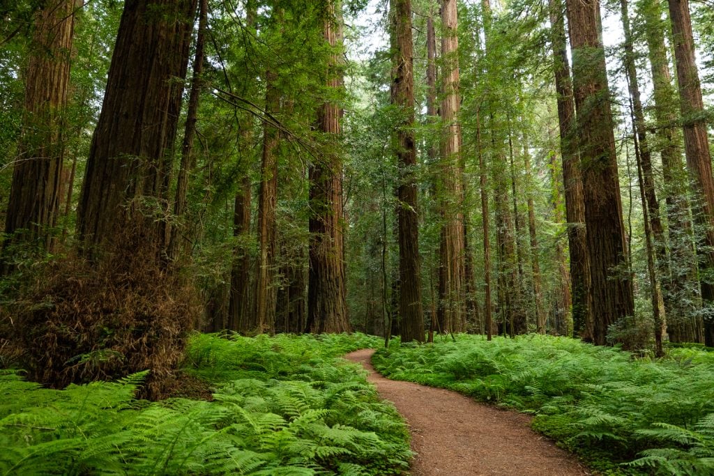 Towering redwood trees over a path make Humboldt Redwoods one of the best state parks for elopements.