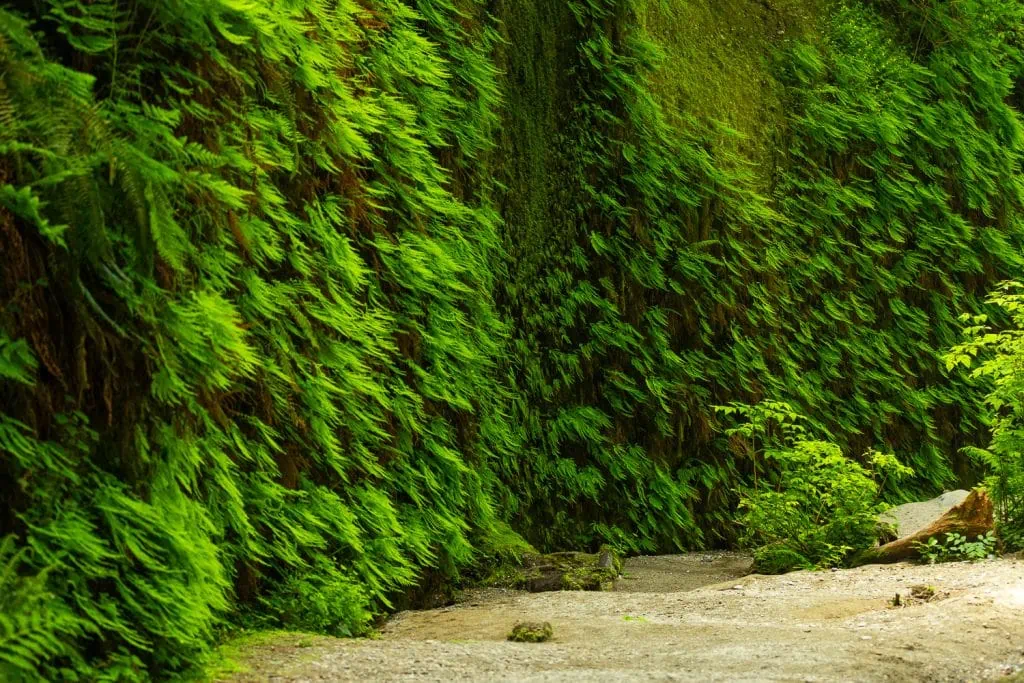 Fern canyon in redwoods national park by photographer Lucy schultz.