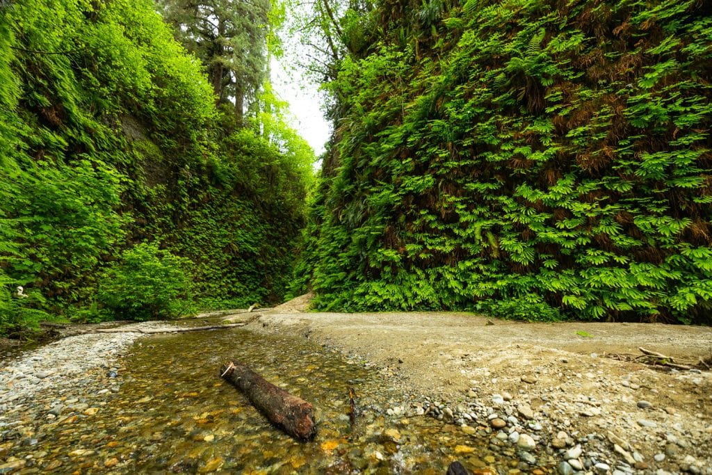 Fern canyon is lined with green ferns.