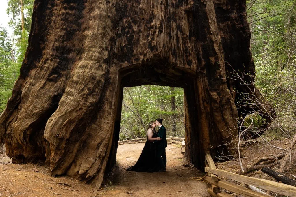 A yosemite elopement couple poses for photos under dead giant tunnel tree in tuolumne grove.