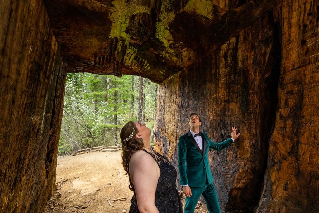 A recent married elopement couple explores the inside of a dead sequoia tree.