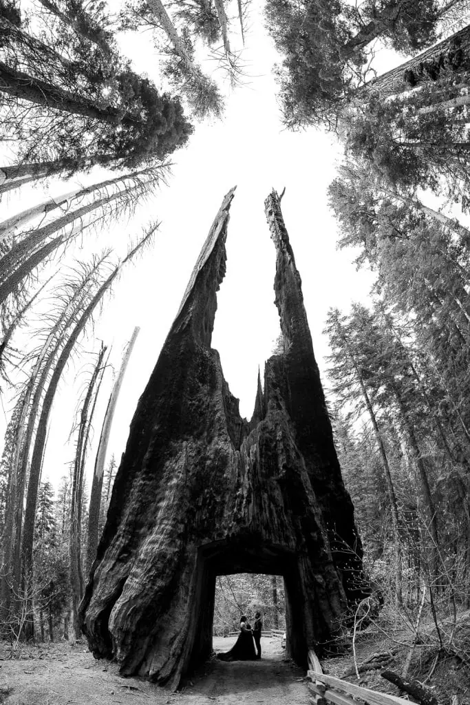 A black and white photo of an elopement couple inside dead giant tunnel tree in Yosemite national park.