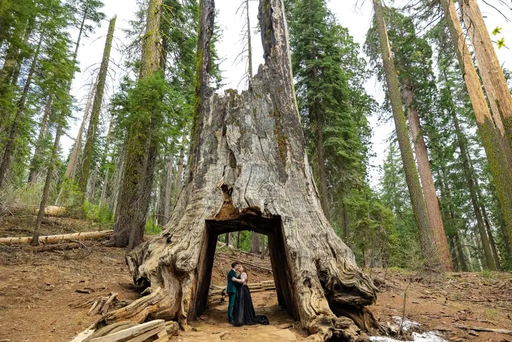 An untraditional elopement couple wearing green and black kiss under dead giant tunnel tree in this yosemite elopement photo.