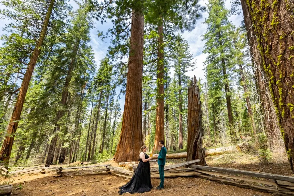 A yosemite elopement ceremony in Tuolumne grove where the couple is surrounded by huge sequoias.