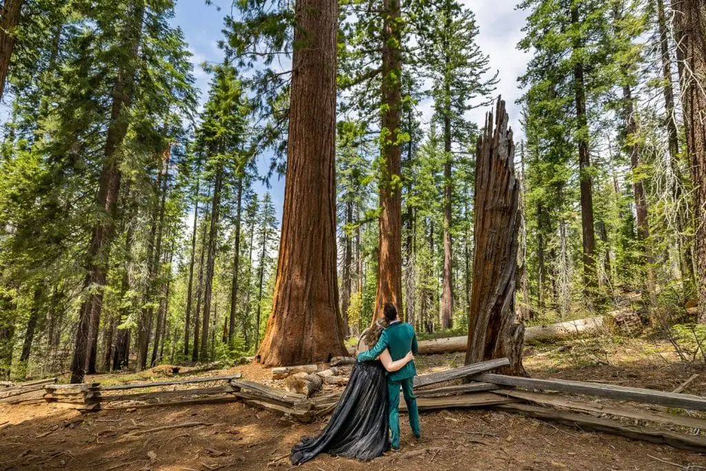 A gorgeous photo of a newlywed elopement couple facing the sequoia grove where they just eloped in Yosemite national park.