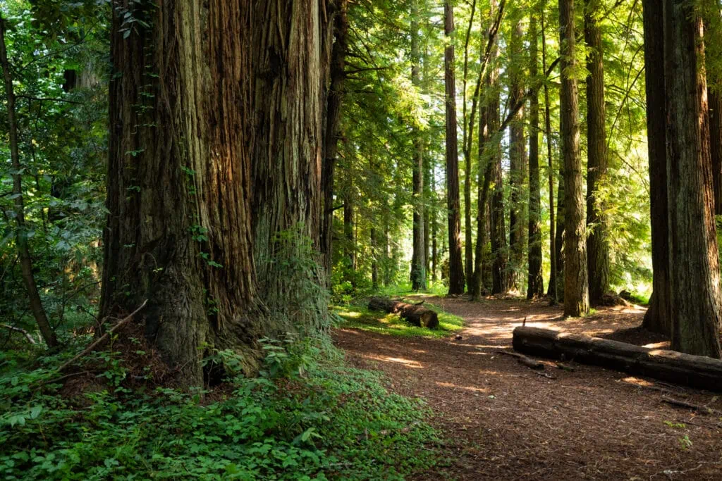 A large redwood dominates the shady forest at Templeman Grove in Jedidiah Smith State Park.