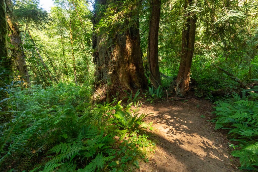 The berry glen trail in Redwoods National Park is one of the 12 designated ceremony sites for Redwoods elopement photographers. The trail is steep and lush.