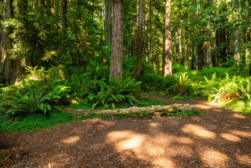 A clearing with dappled light in the forest makes Organ Donor's Grove a great ceremony location for elopements and Redwoods National Park photographers.